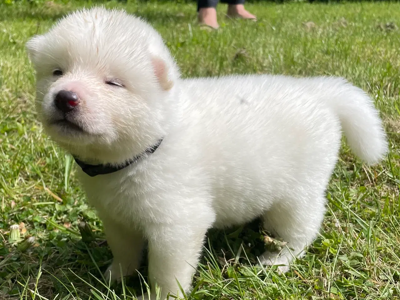Billede 3 - Akita Inu hvalpe