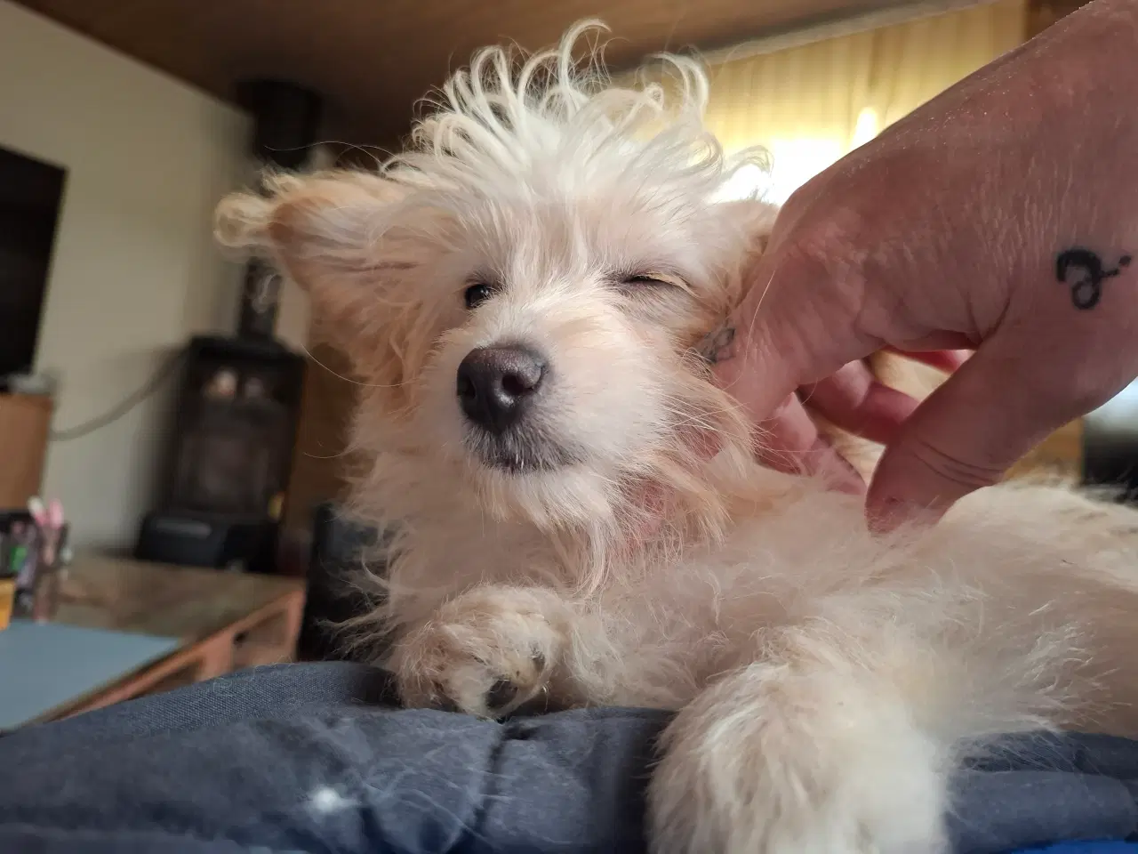 Billede 6 - Pompoo hvalpe 1 drenge klar nu