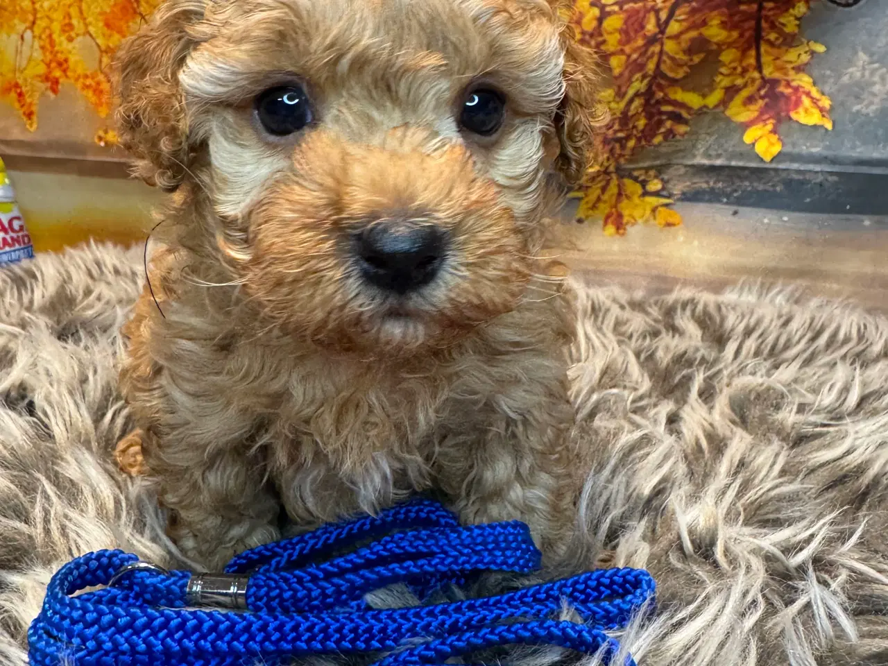 Billede 6 - Maltipoo i efterårs  ?