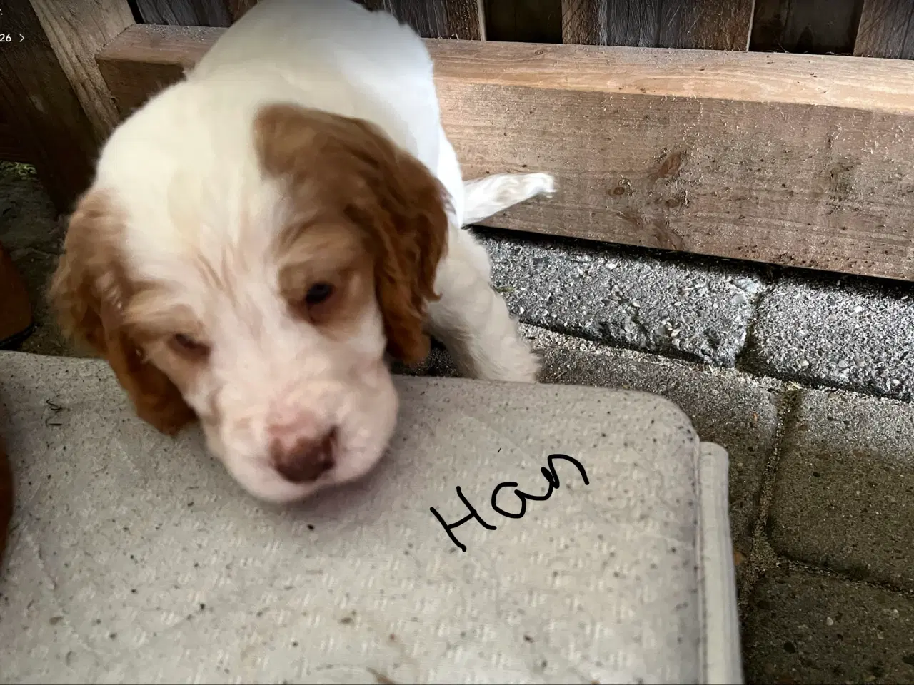 Billede 3 - Stue opdrætte cocker spaniel 