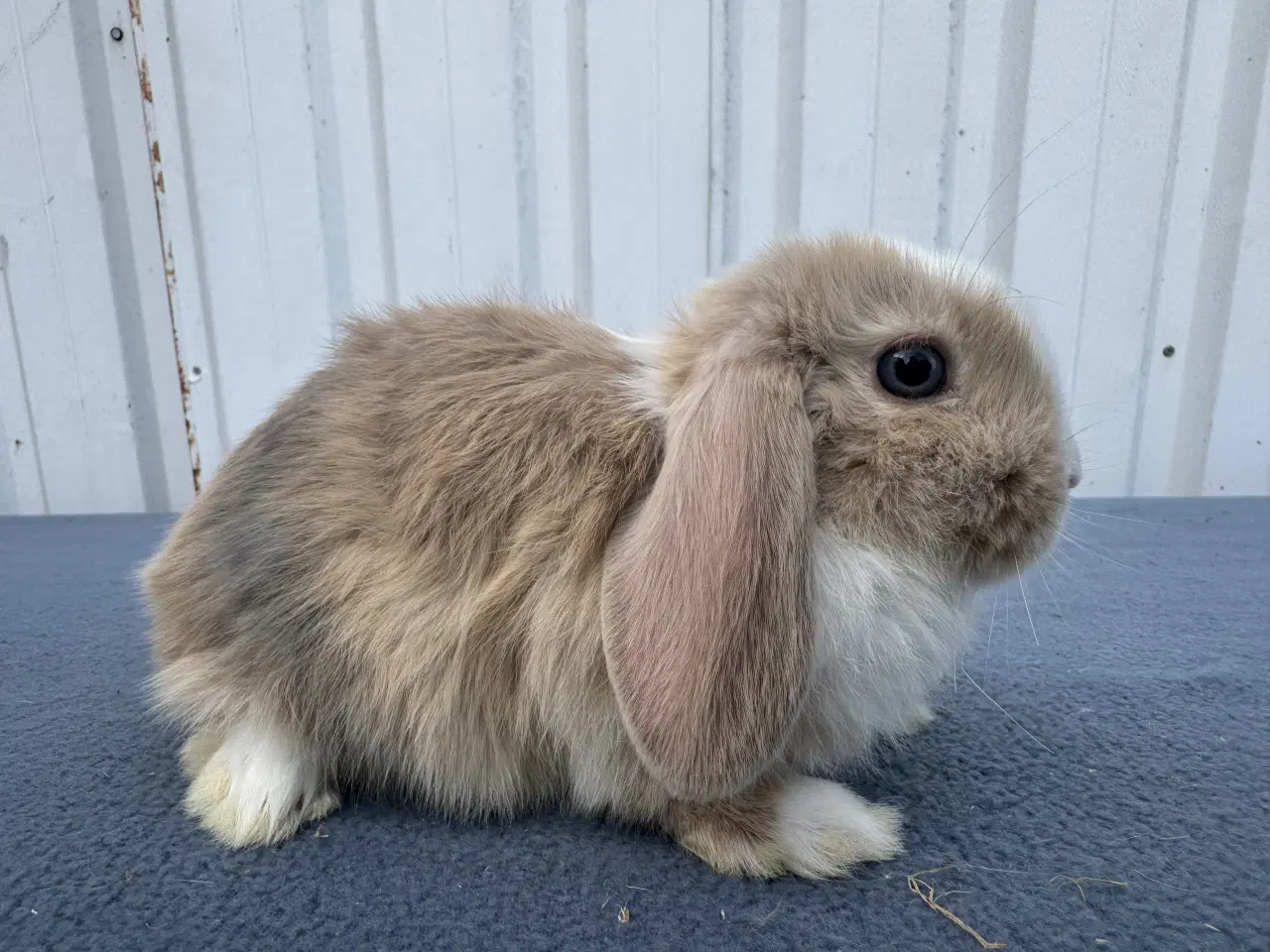 Billede 4 - Dværgvædder/Mini lop hunkanin