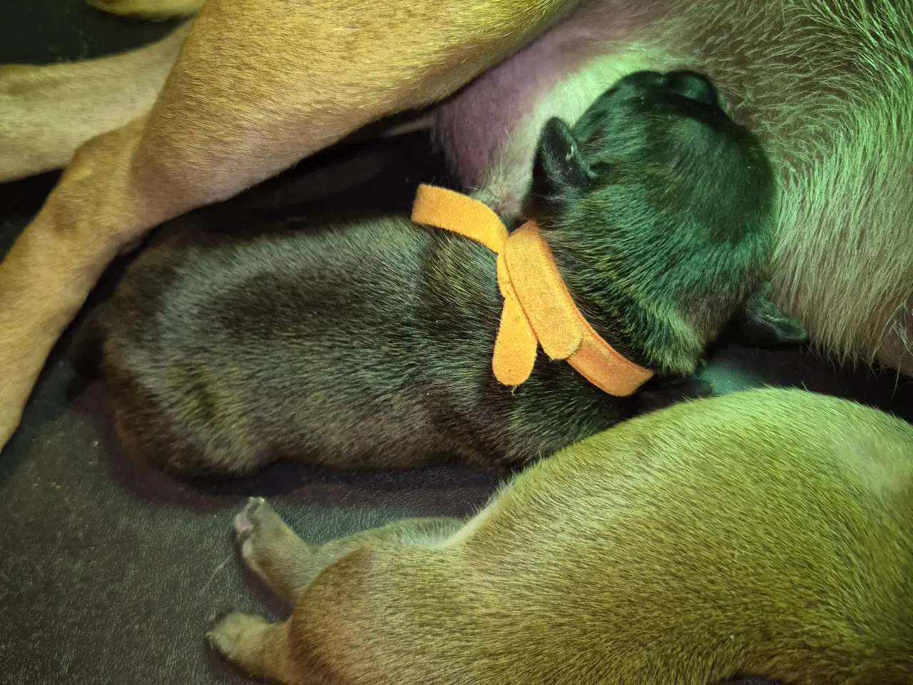 Billede 2 - Staffordshire bull terrier