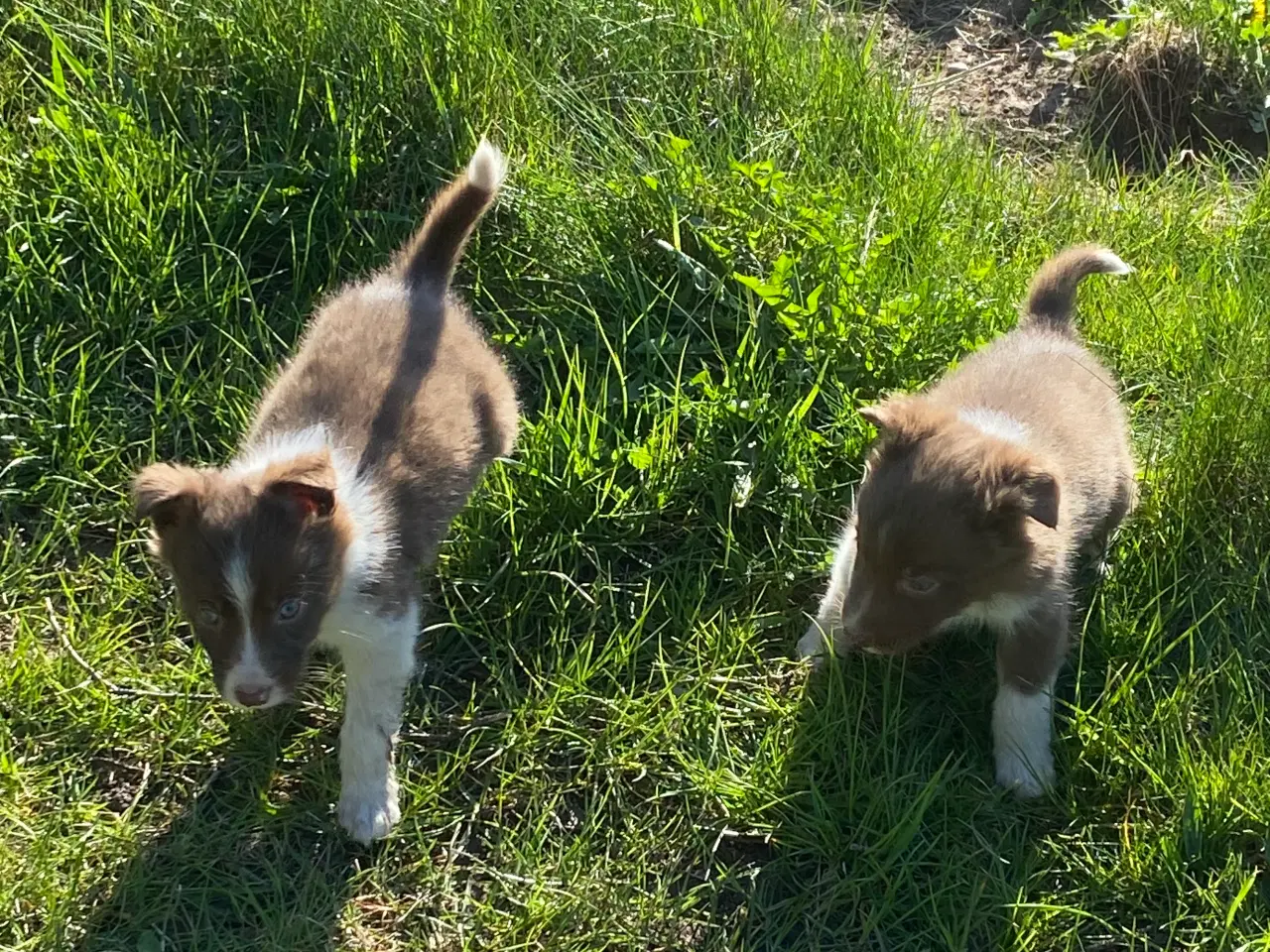 Billede 11 - Border Collie 