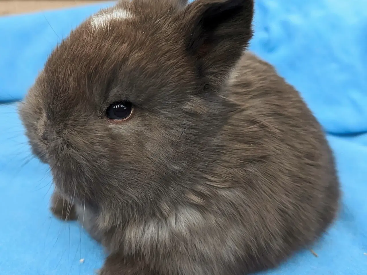 Billede 1 - Hermelin kaninunge sælges