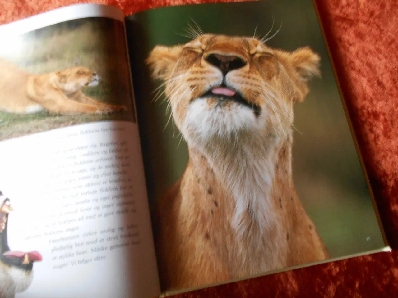 Billede 5 - Simba - børnenes bog om vilde dyr i Afrika, 