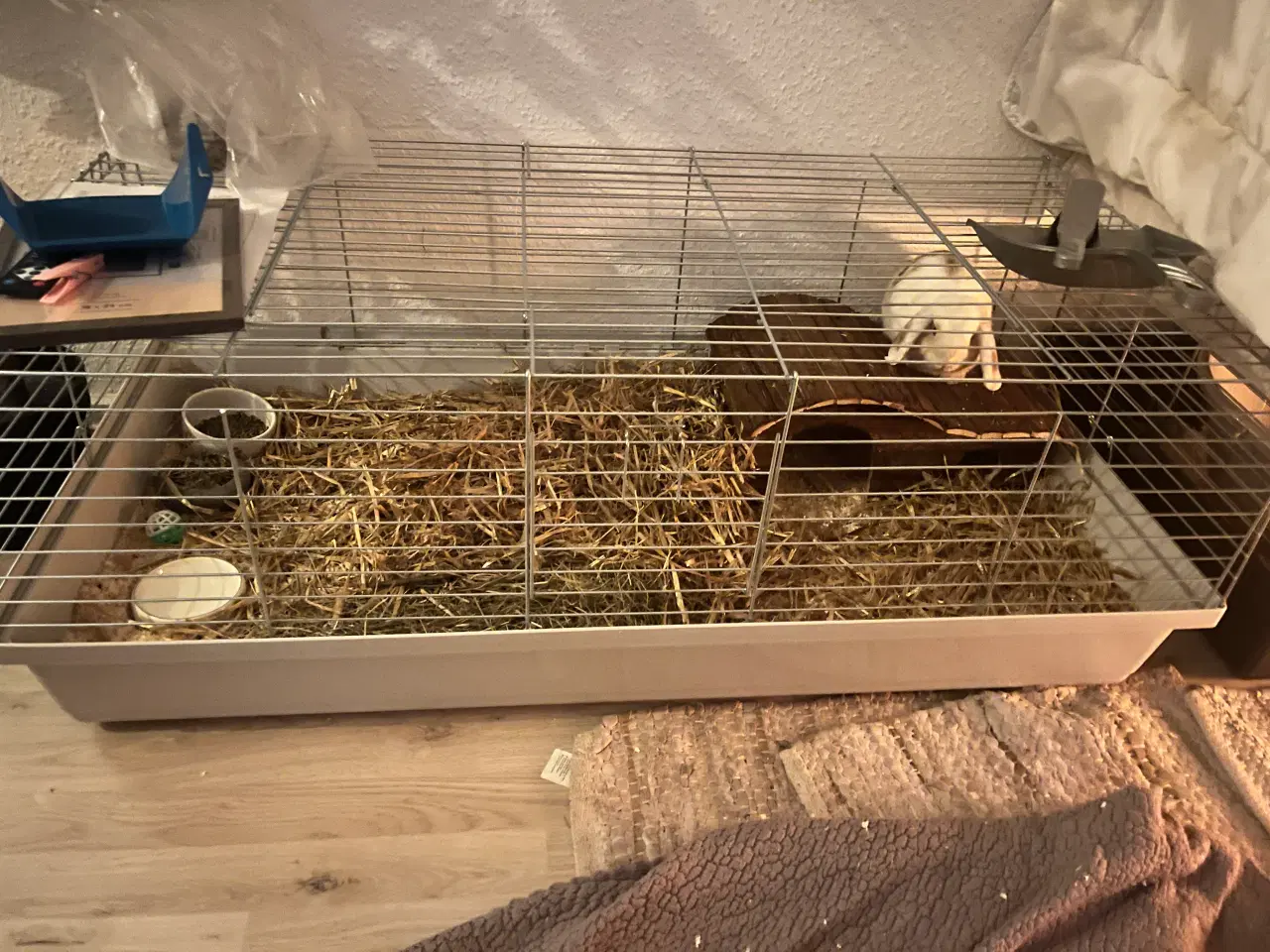 Billede 3 - Kanin søger nyt hjem