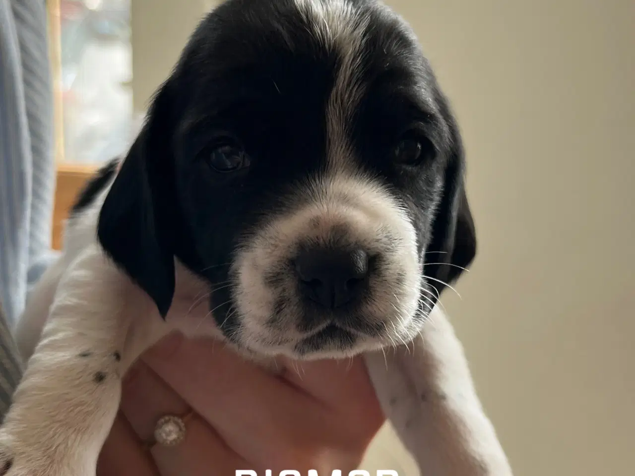 Billede 1 - Cocker spaniel hvalpe