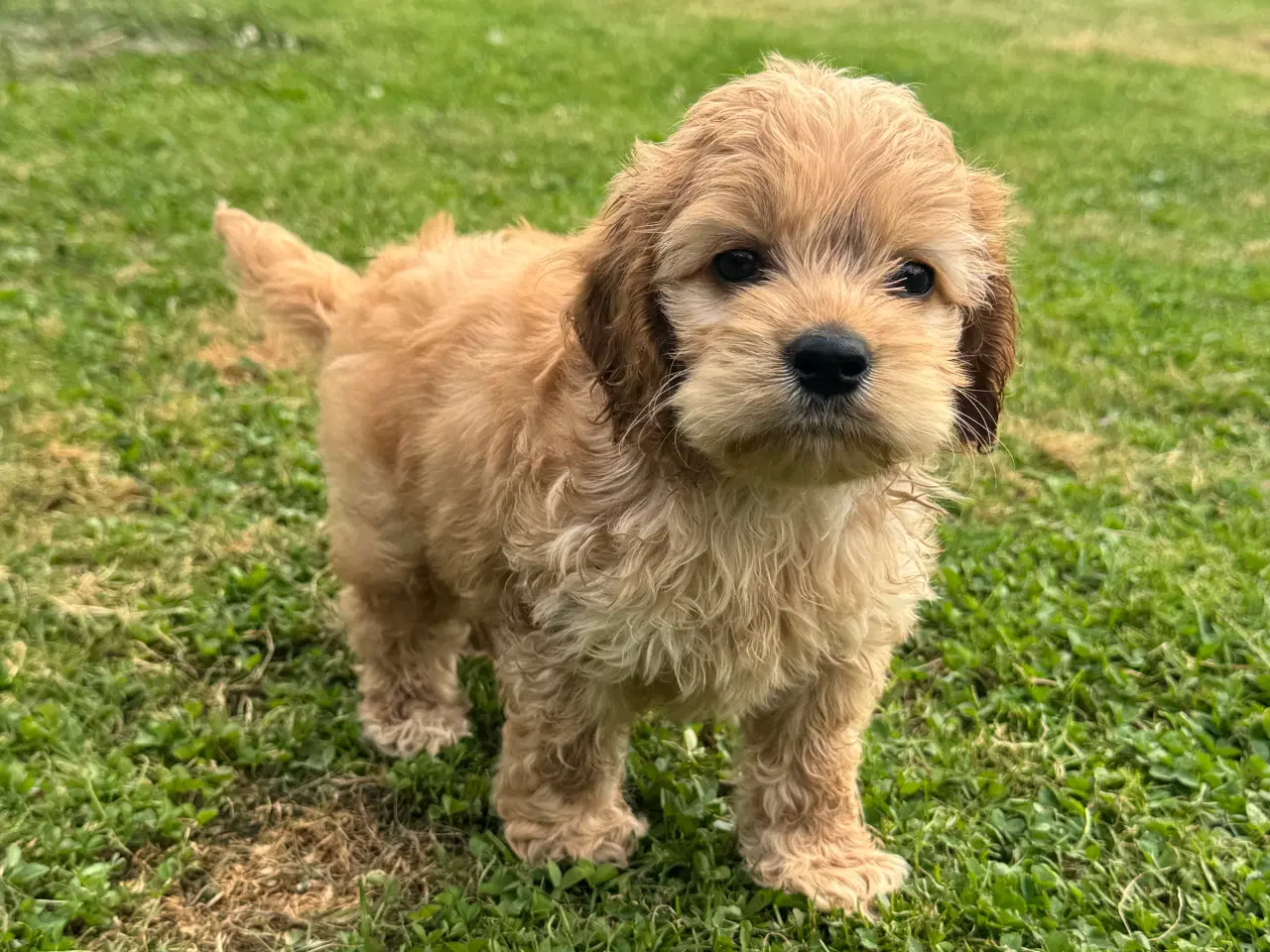 Billede 8 - Skønne Amerikansk cockapoo