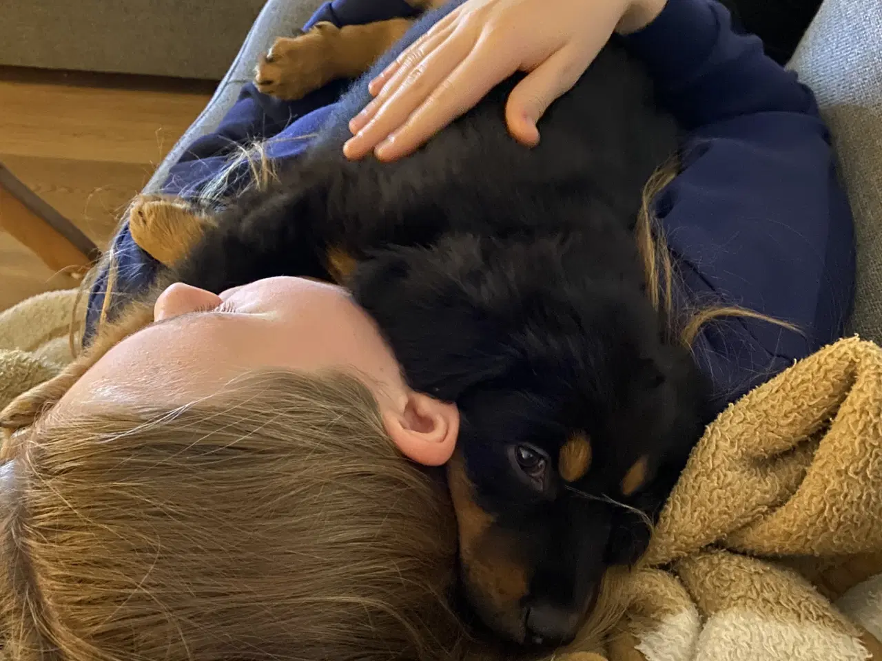 Billede 7 - Hovawart hvalpe til sommer