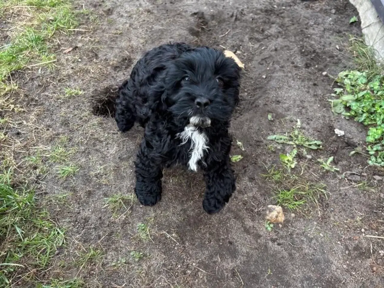 Billede 2 - cockapoo tæve
