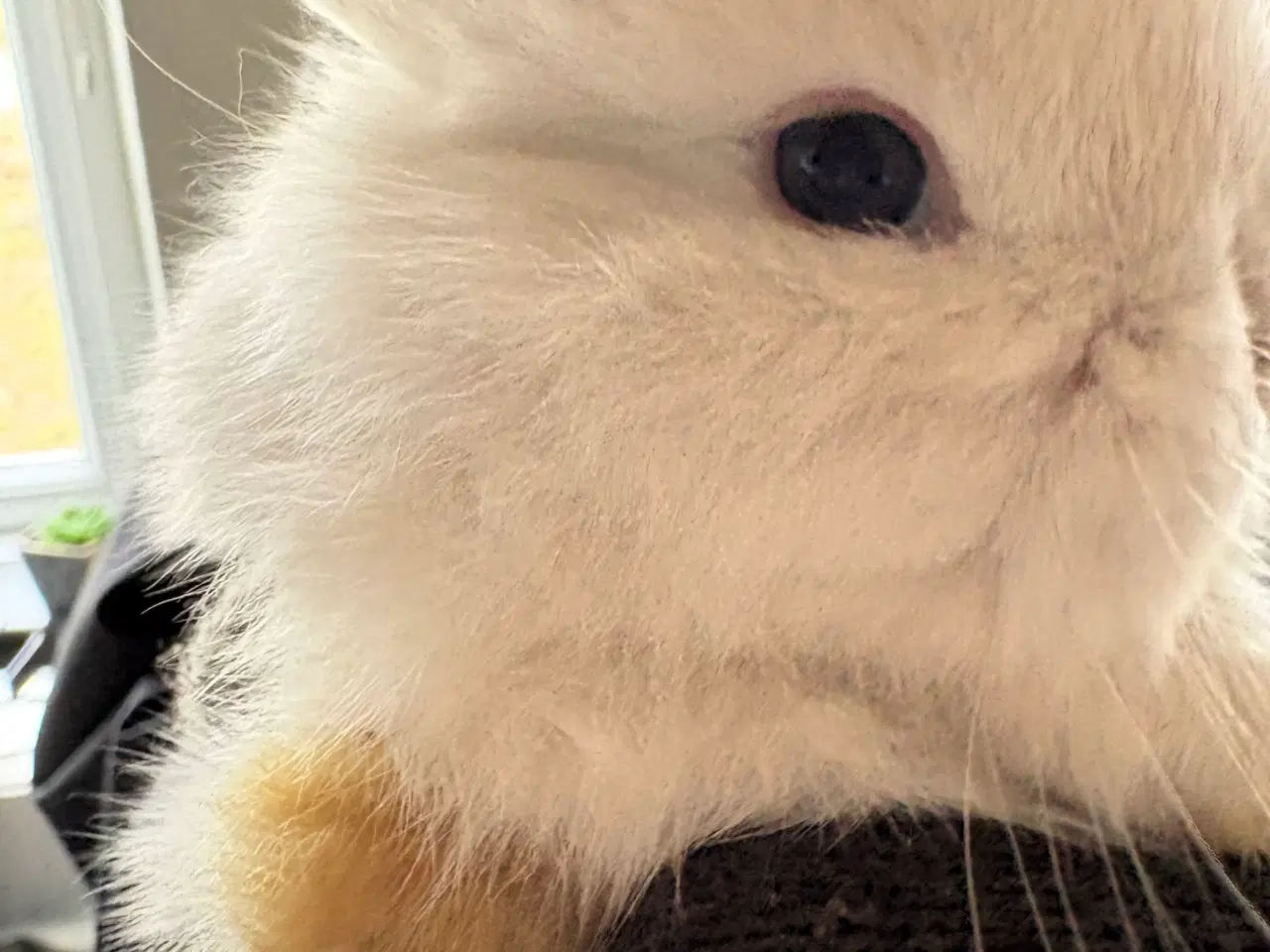 Billede 3 - Minilops unger