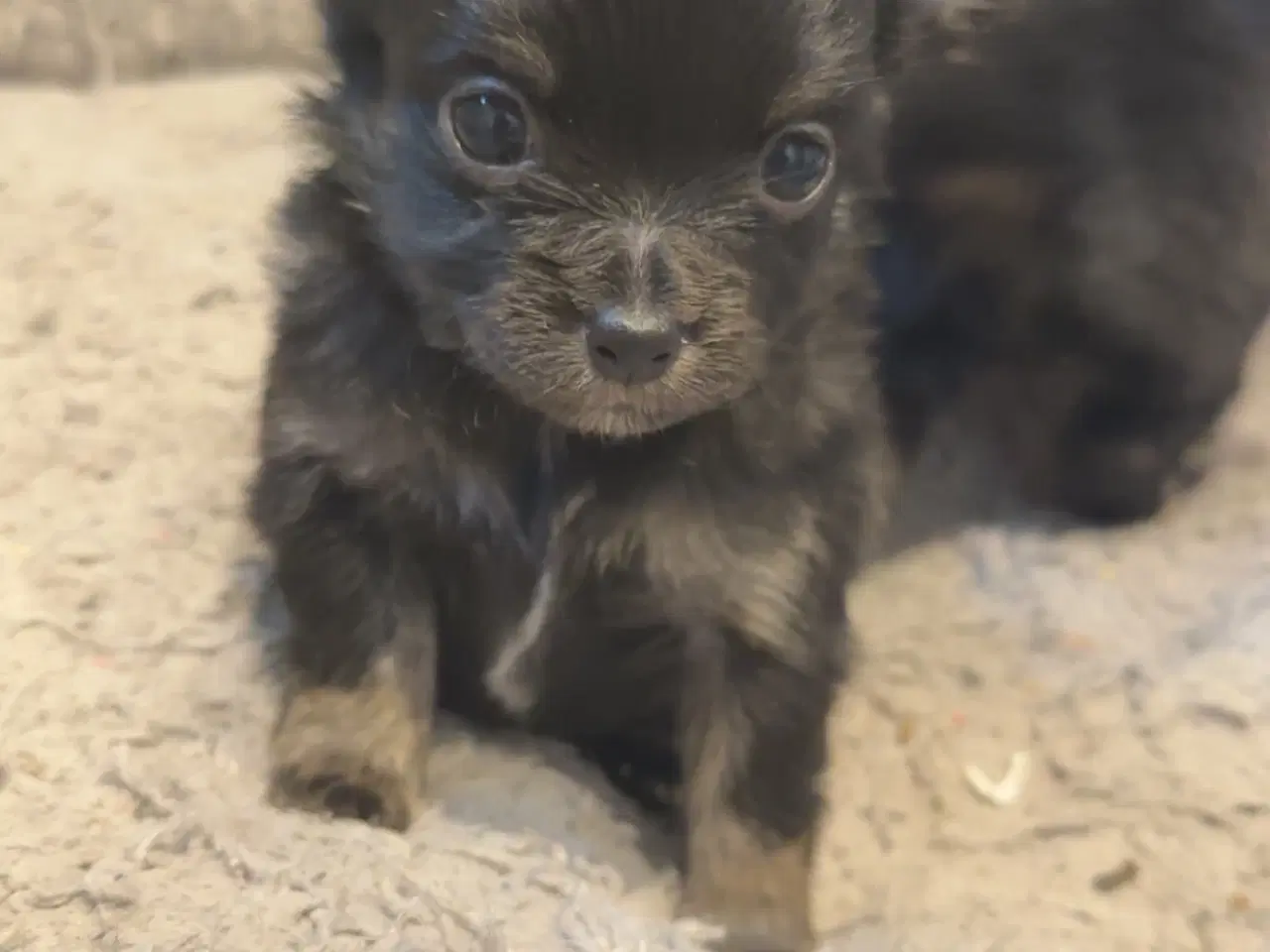 Billede 4 - Pomeranian / chihuahua 