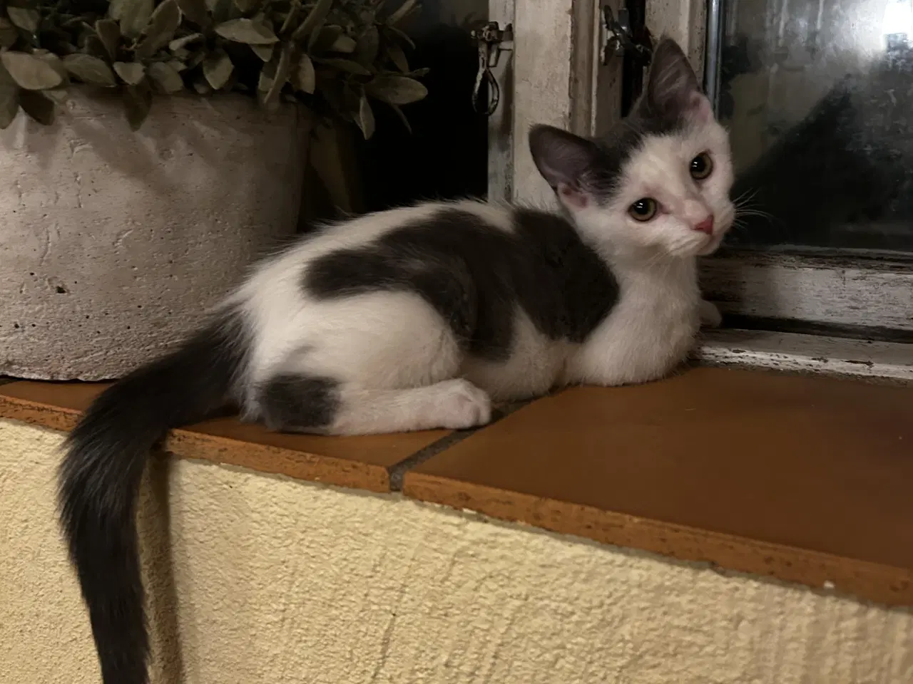 Billede 2 - Sally leder efter kærligt hjem