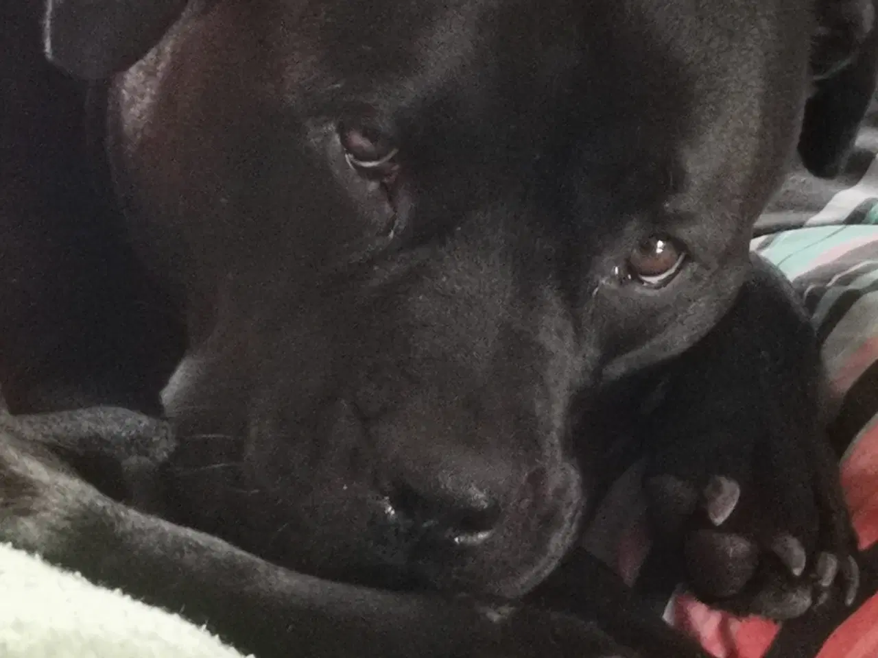 Billede 6 - Blandings hvalpe rottweiler blanding /labrador 