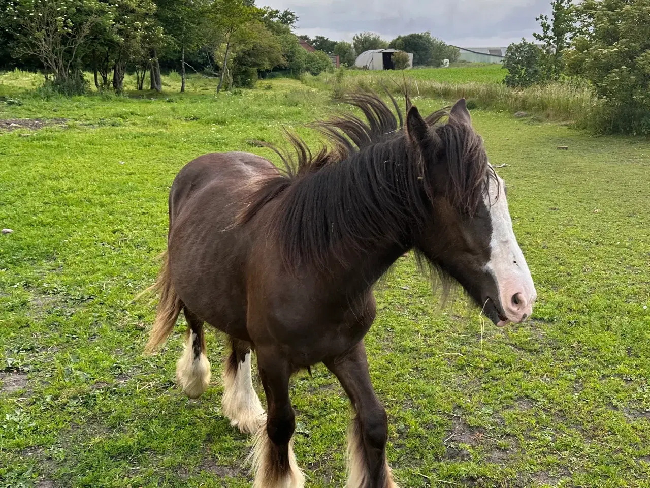 Billede 4 - Irish Cob 