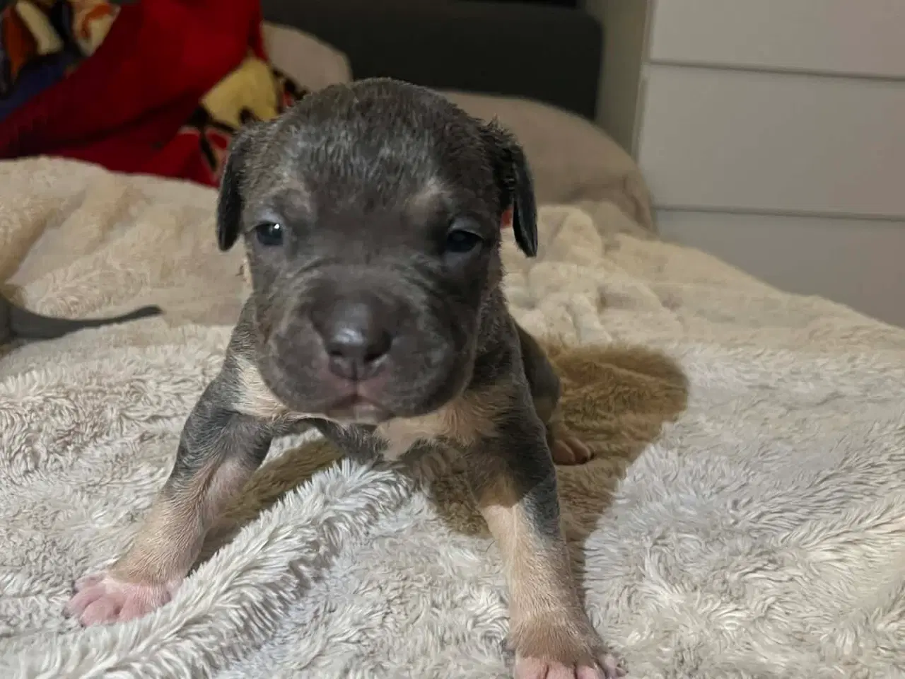 Billede 9 - American bully 🐶 