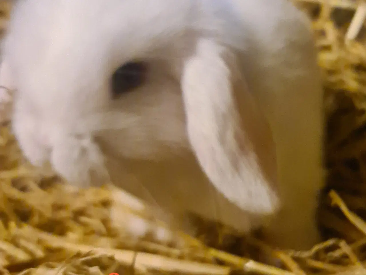 Billede 10 - Kaninunger Mini Lop 