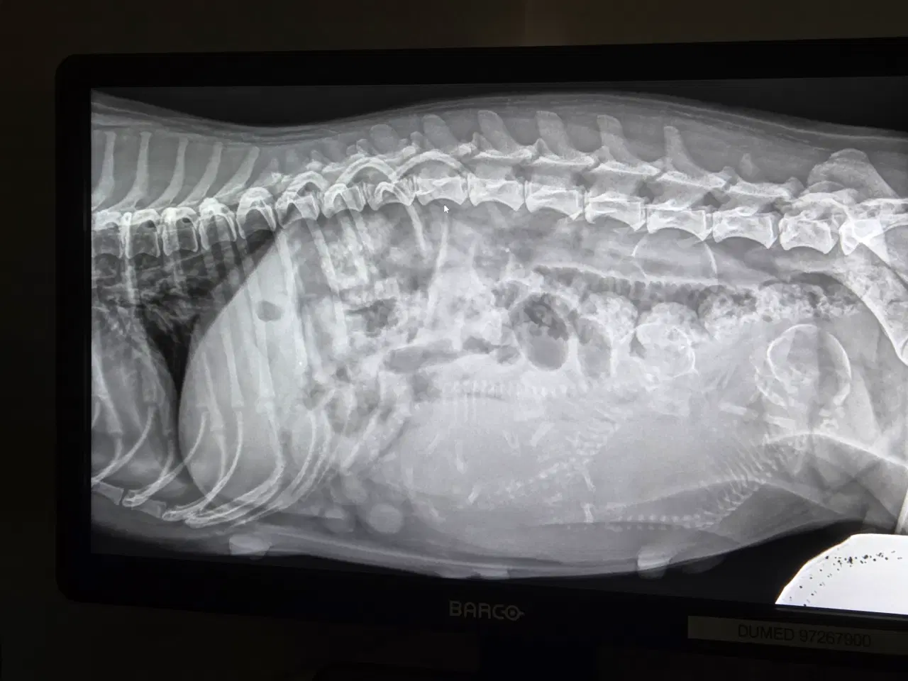 Billede 6 - Coton de tulear, salgsklar ca 1. Juni