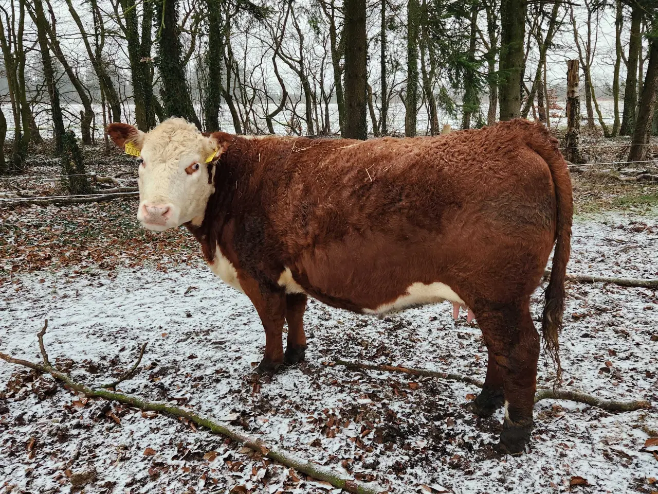 Billede 1 - Hereford ko og kalv