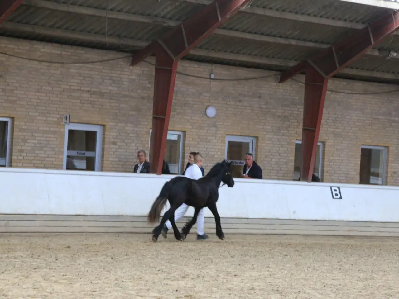 Billede 12 - 1 års fell hingst 