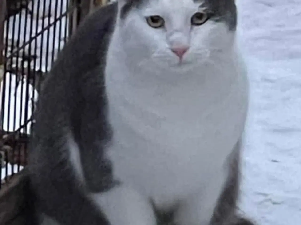 Billede 8 - Maine coon blandings killinger sælges