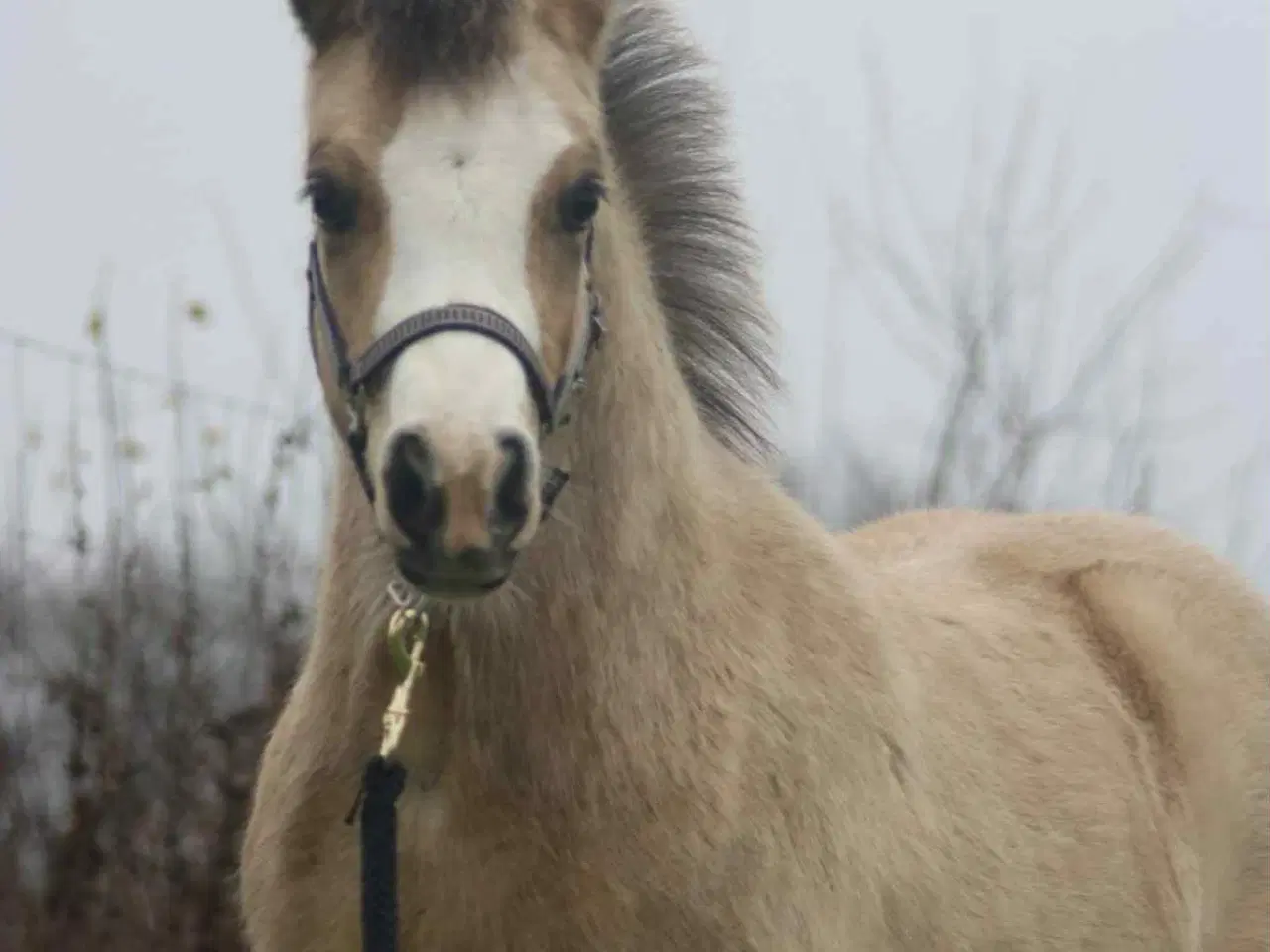 Billede 3 - Top charmerende hingsteføl