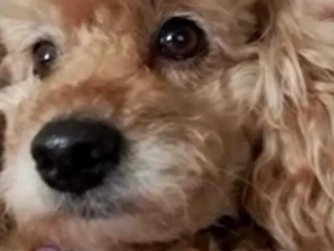 Billede 11 - Fawn krøltoppe puddelhvalpe 