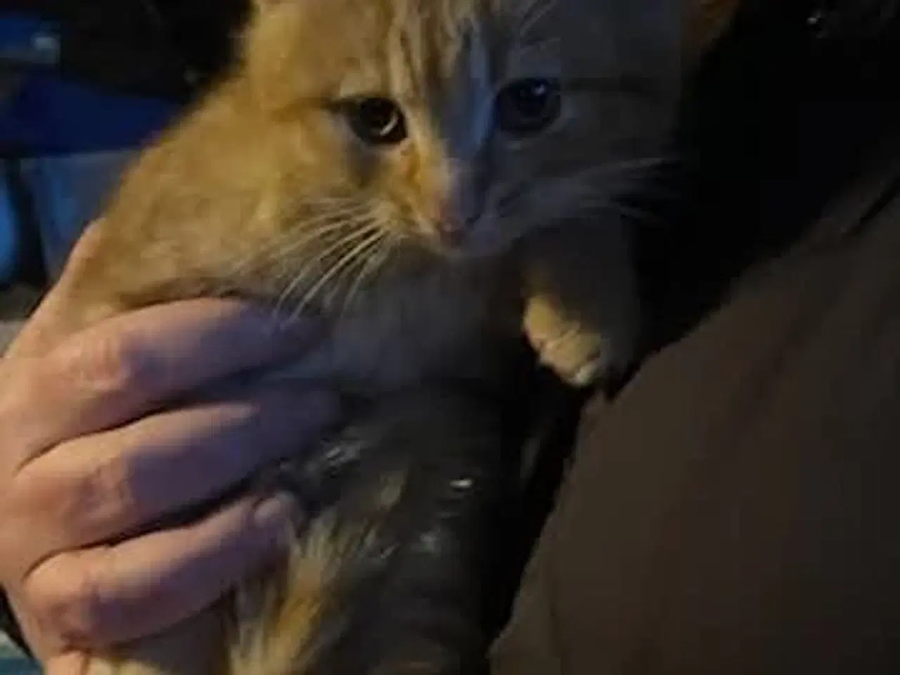 Billede 2 - Søde kattekillinger