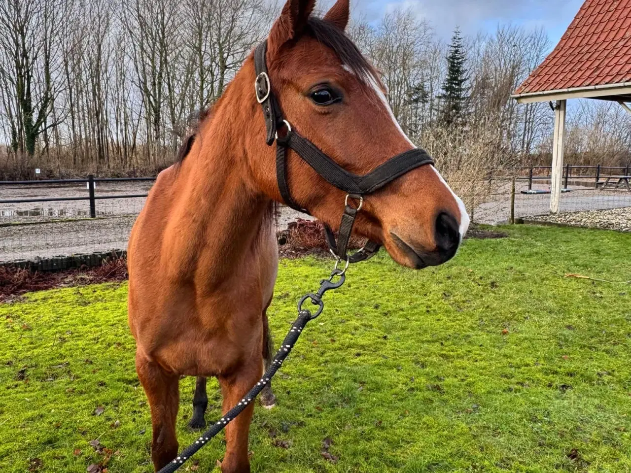 Billede 3 - Skøn hest sælges!