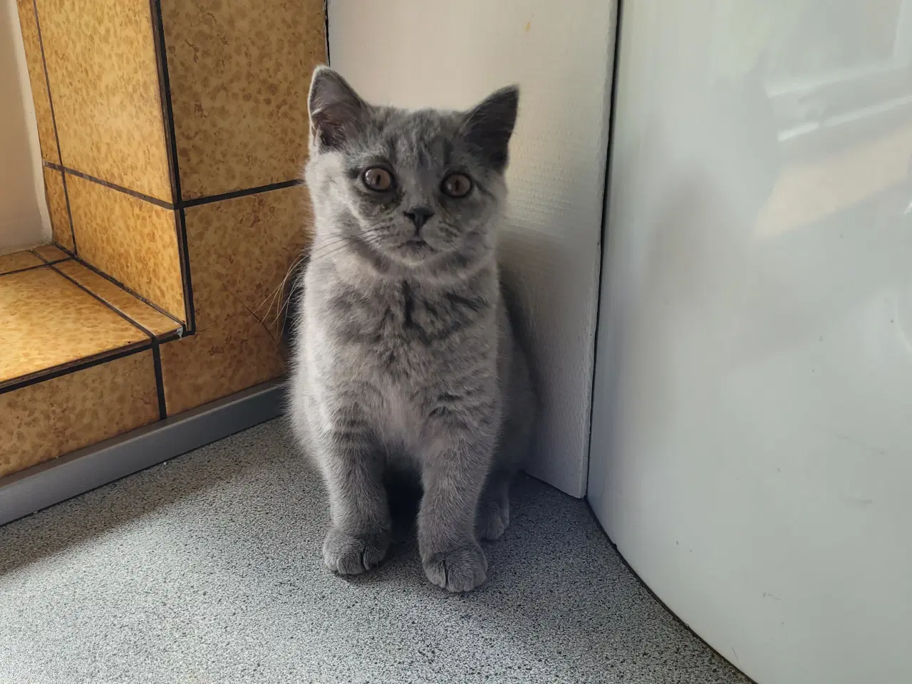 Billede 4 - British Shorthair blå