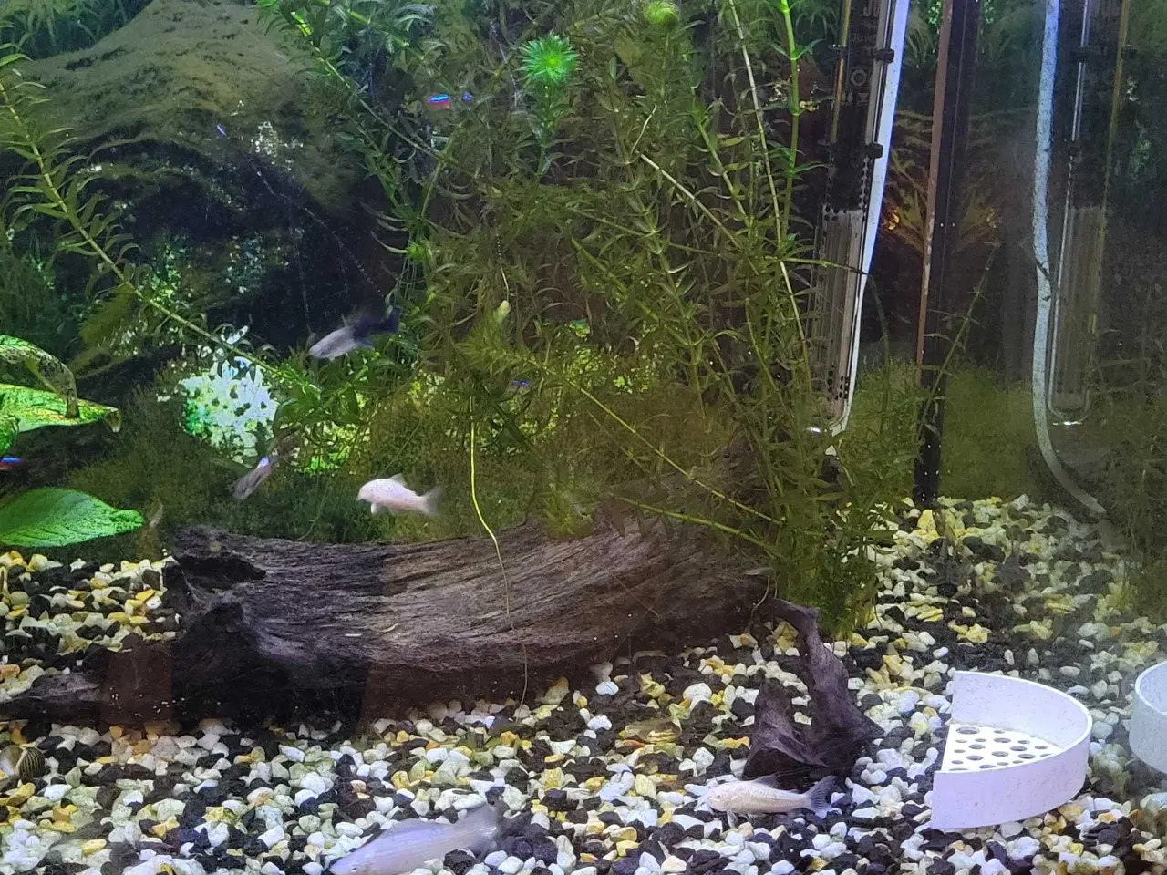 Billede 2 - Juwel akvarium