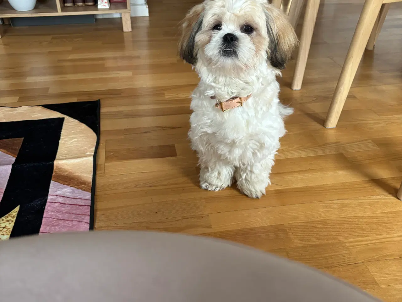 Billede 1 - Skøn lille dreng på 9 måneder 