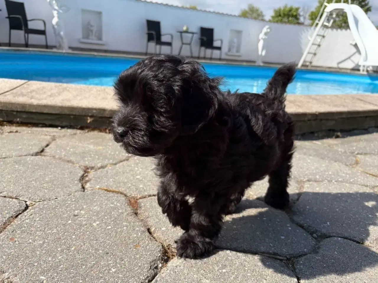 Billede 11 - Maltipoo-hvalpe med charme og krudt i halen!