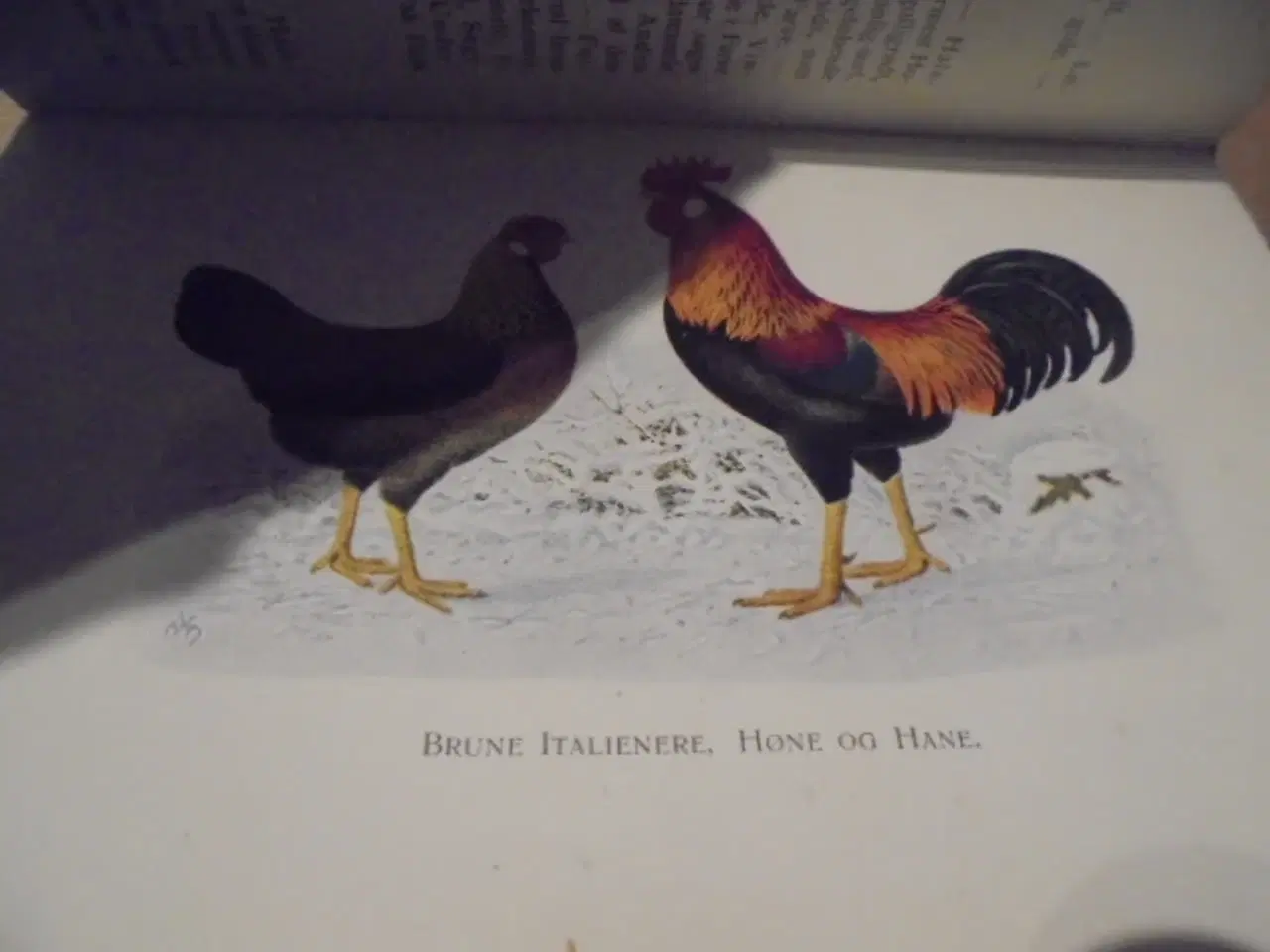 Billede 3 - Skandinavisk Fjerkræ Standard – fra 1934