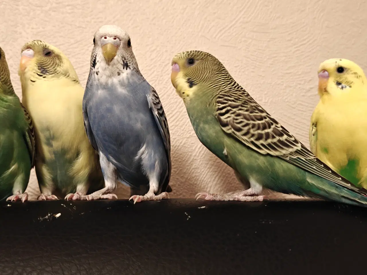 Billede 3 - Undulater 4 stk., håndtamme