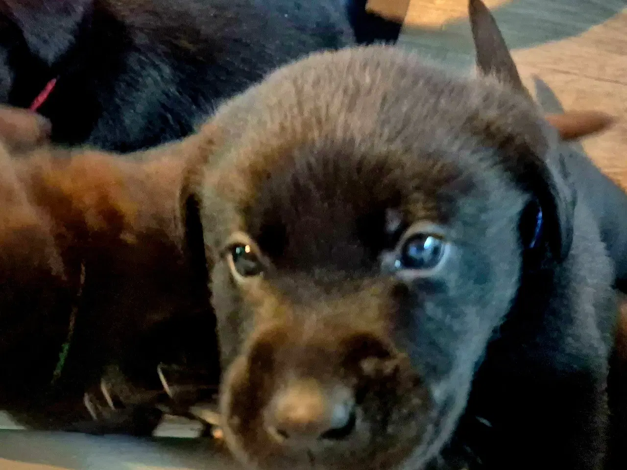 Billede 4 - Sunde, sociale labradorhvalpe i sort og brun 🐶