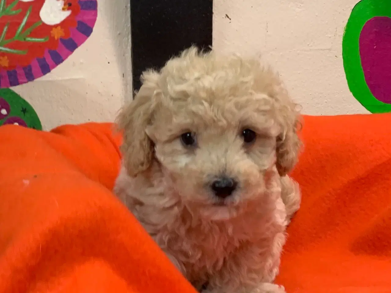 Billede 12 - Små fine mini Maltipoo babyer