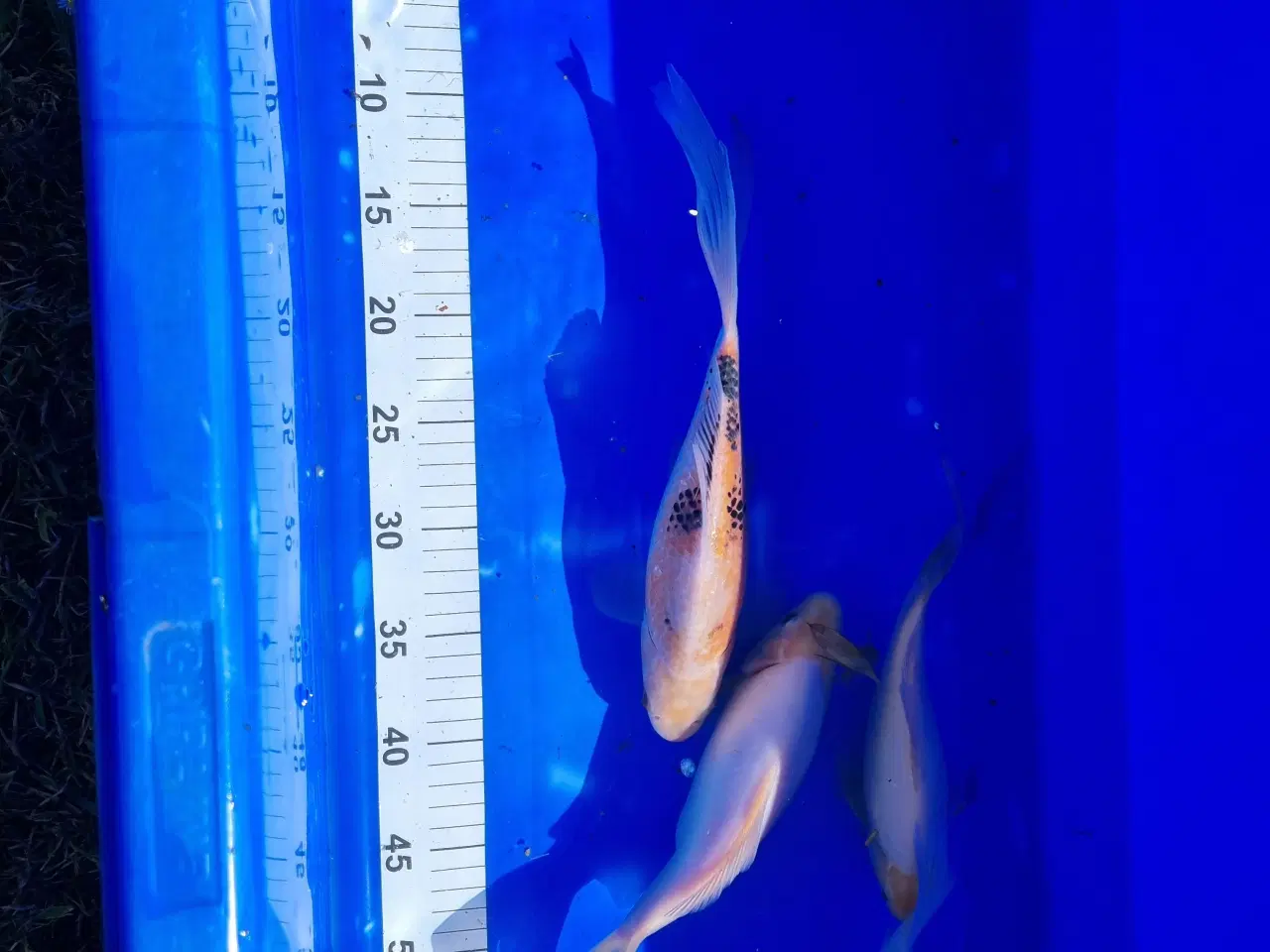 Billede 1 - Guldfisk