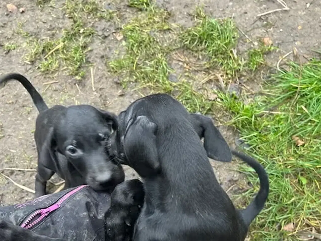 Billede 6 - Søde og aktive Dobermann blandingshvalpe