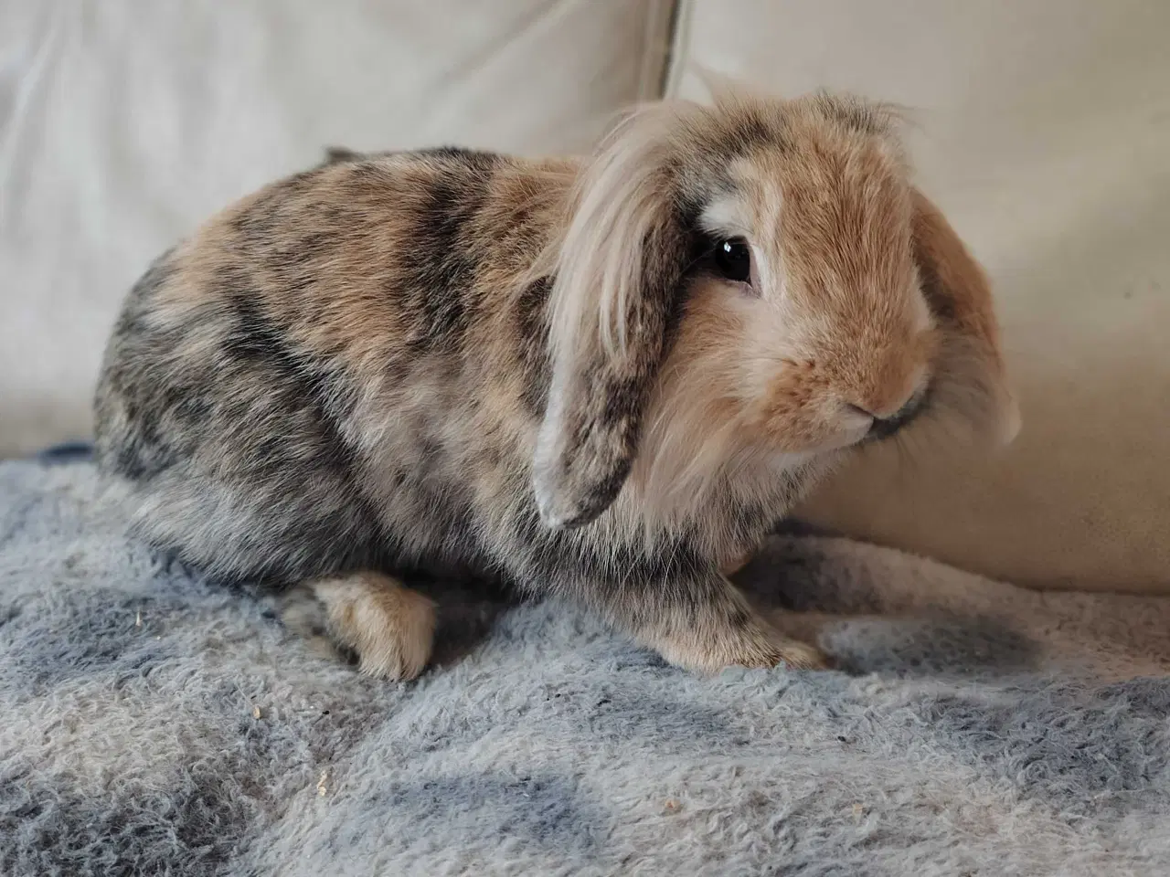 Billede 2 - Inde Kanin, 6 mdr 🐰