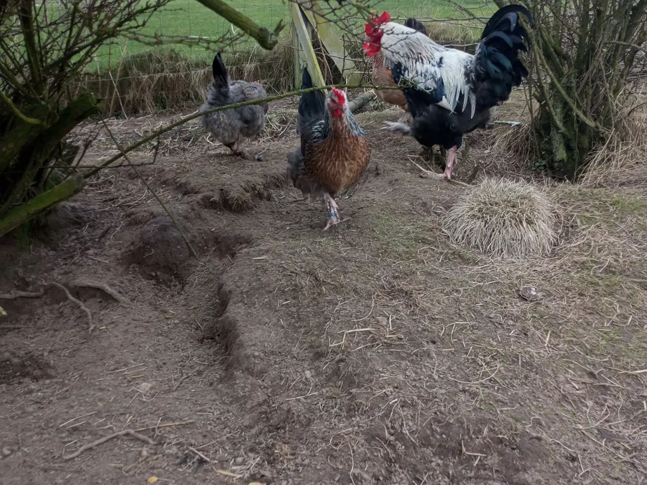 Billede 3 - Sølv laks maran rugeæg stor race 