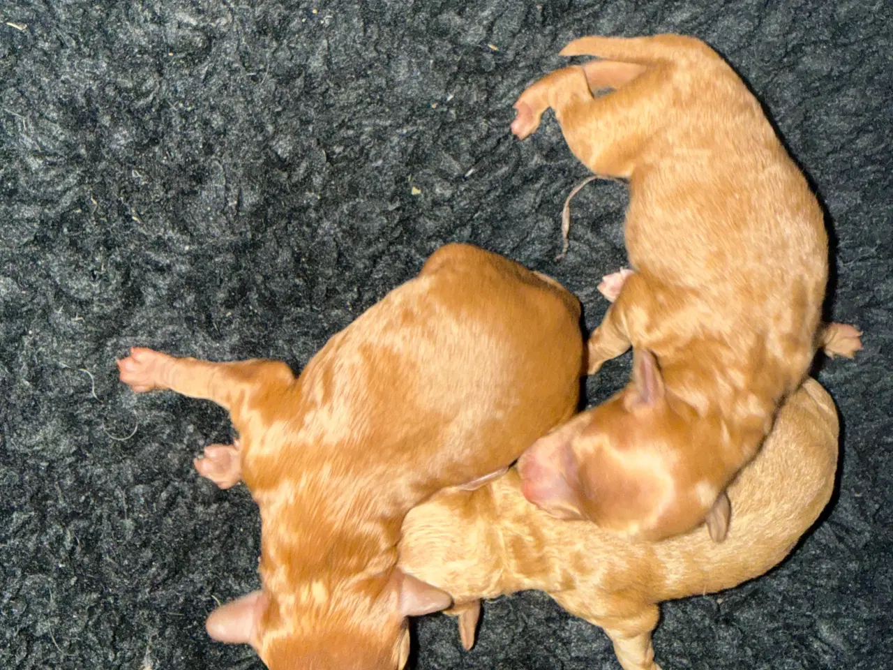 Billede 1 - Toy puddel .