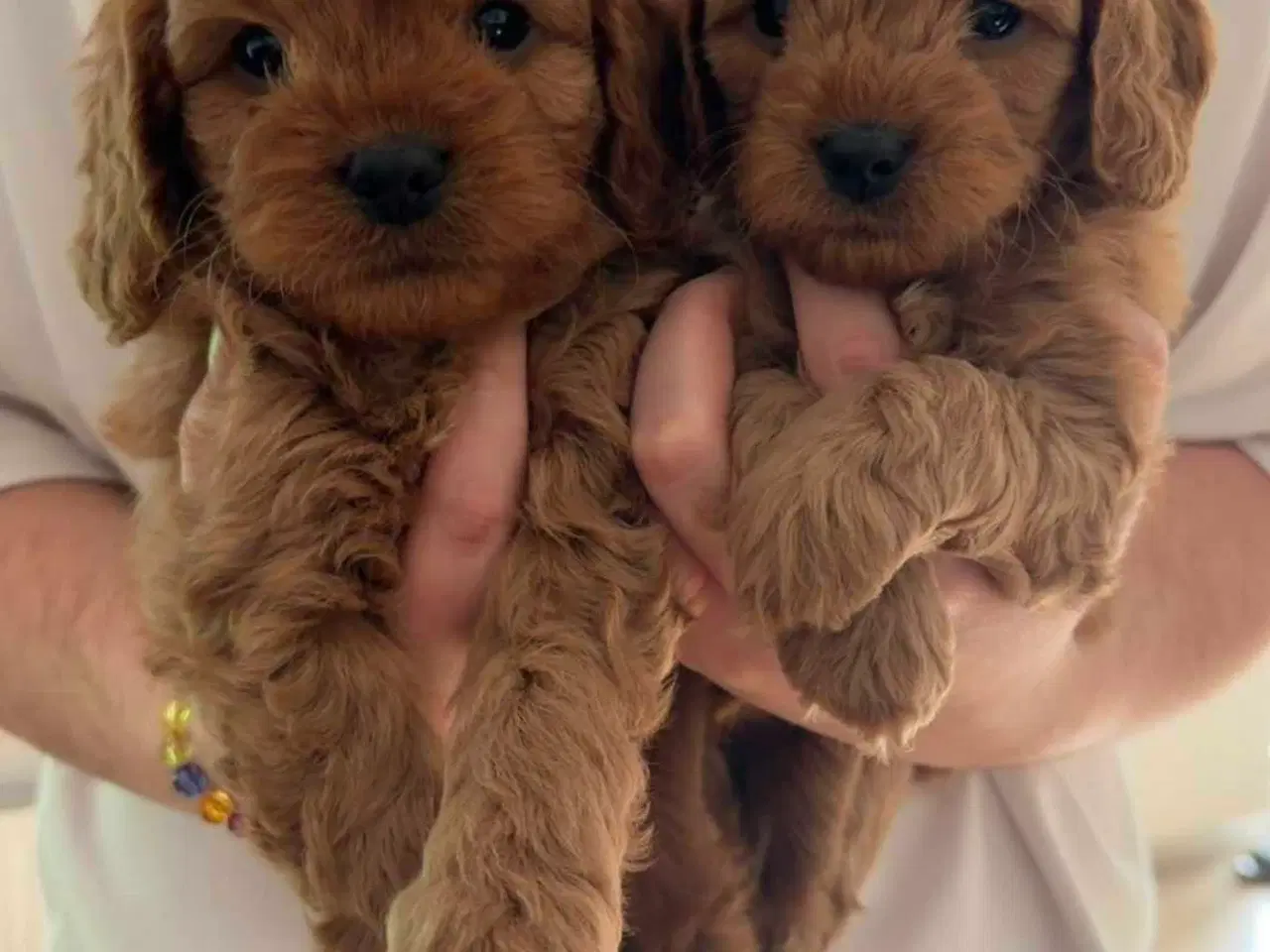 Billede 8 - Cavalier puddel 