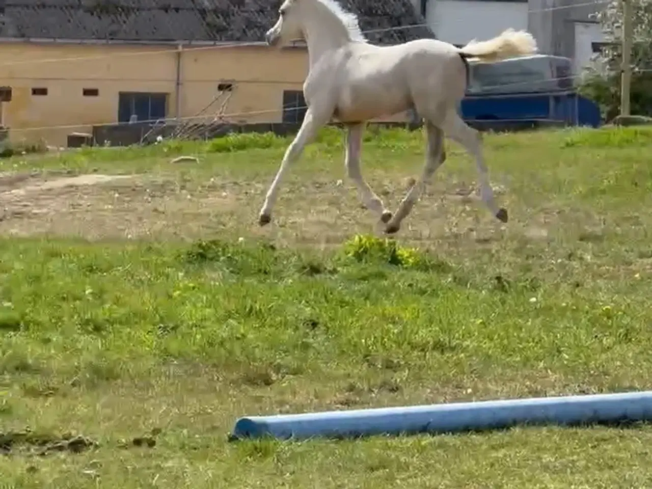 Billede 2 - Smukt hoppeføl med rødt pas 