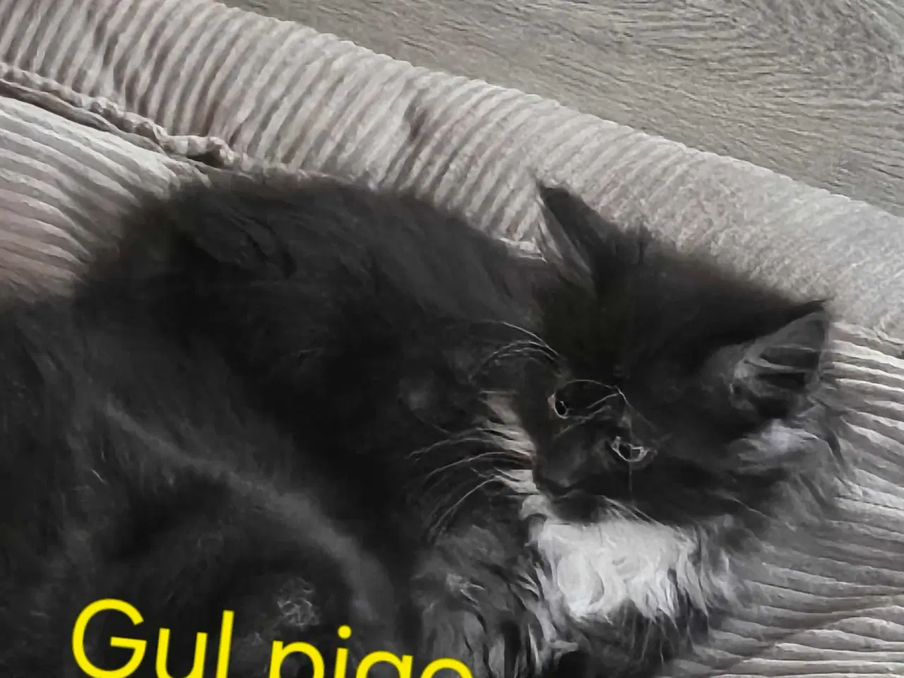 Billede 3 - Maine coon/ Sibirisk killinger