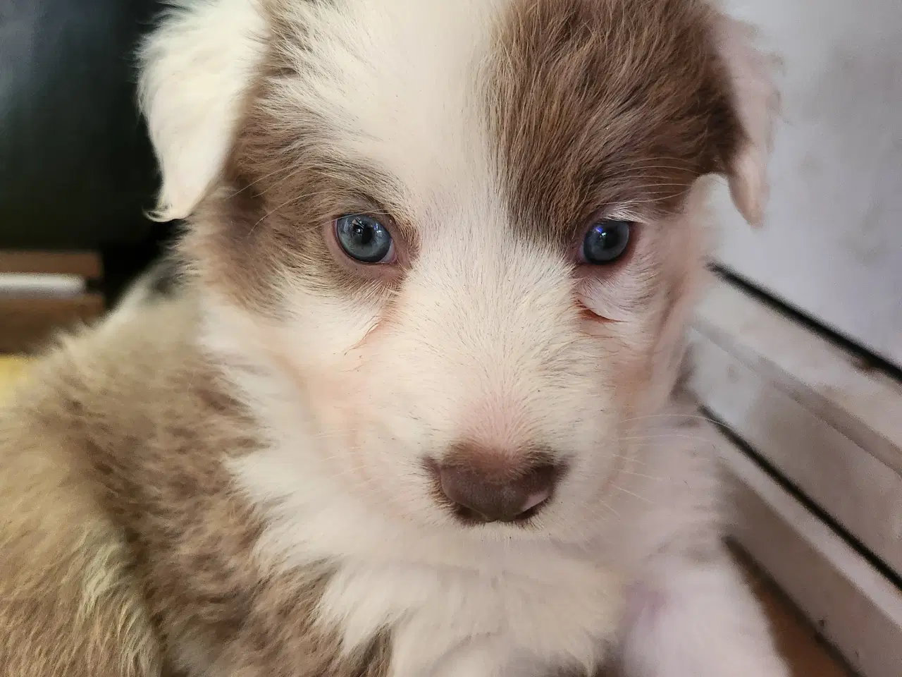 Billede 2 - Border collie/ Australien Shepherd mix