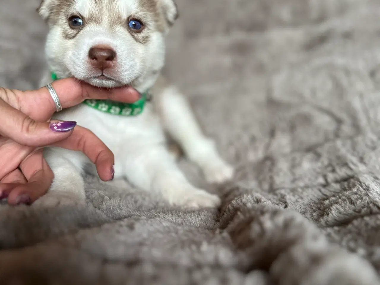 Billede 2 - Lækre husky hvalpe 😍