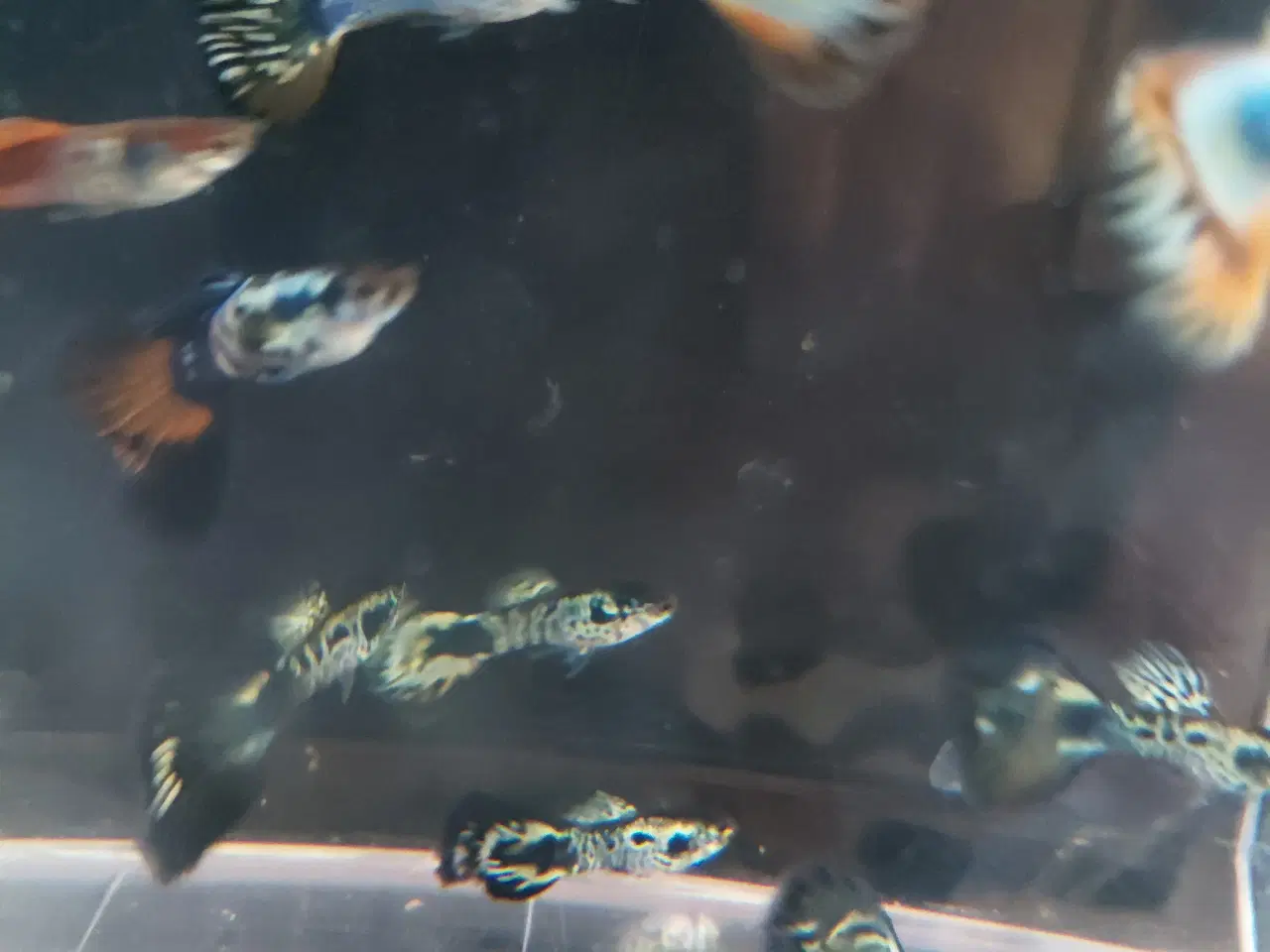 Billede 1 - Guppy 