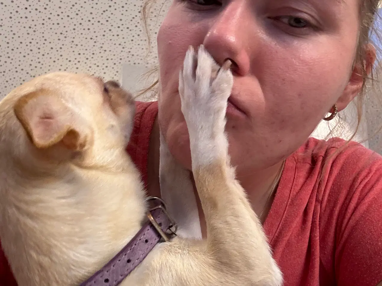 Billede 5 - Korthåret 3års DKK tæve