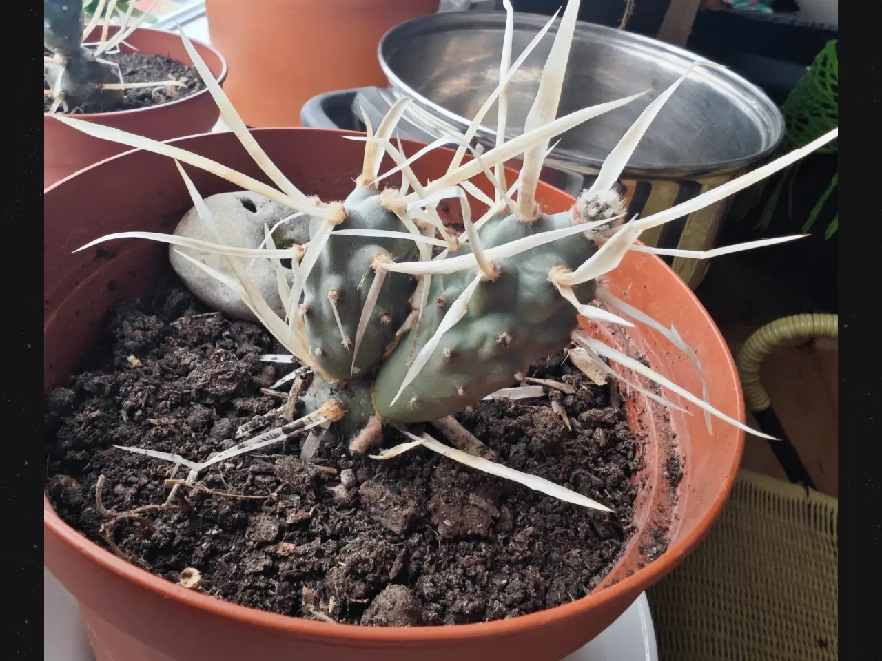Billede 3 - Sukkulenter og Kaktusser (hjemmeprojekt)
